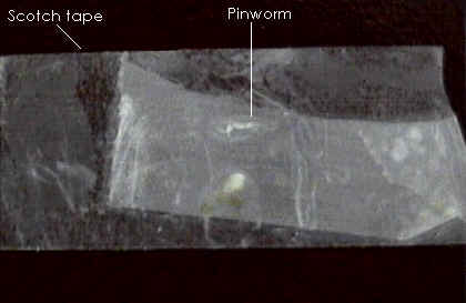 wpe5.jpg (10344 bytes)